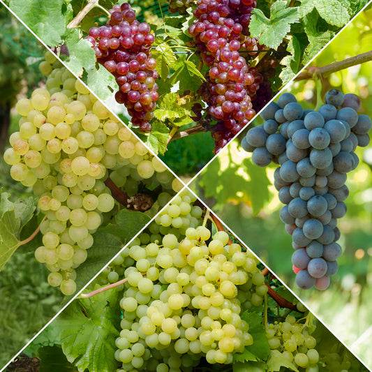 Collection de vignes - Bakker