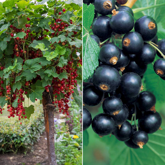 Collection de 2 groseillier et cassis sur tige - Bakker