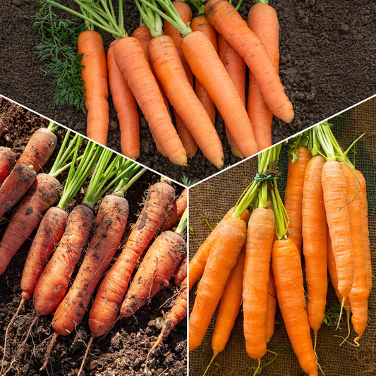 Collection de carottes : Nantaise, Carentan, Colmar - Bakker