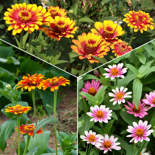 Zinnia élégant à fleurs doubles Caroussel en mélange - Bakker