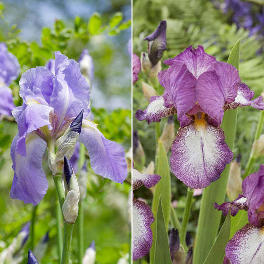 Collection d'Iris remontants Autumn Encoree et Lovely Again - Bakker