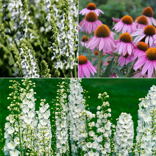 Vivaces Blanches et Roses - Bakker