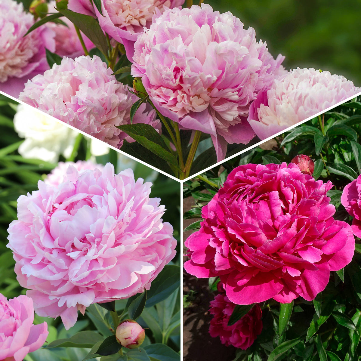 Trio de Pivoines rose et rouge - Bakker