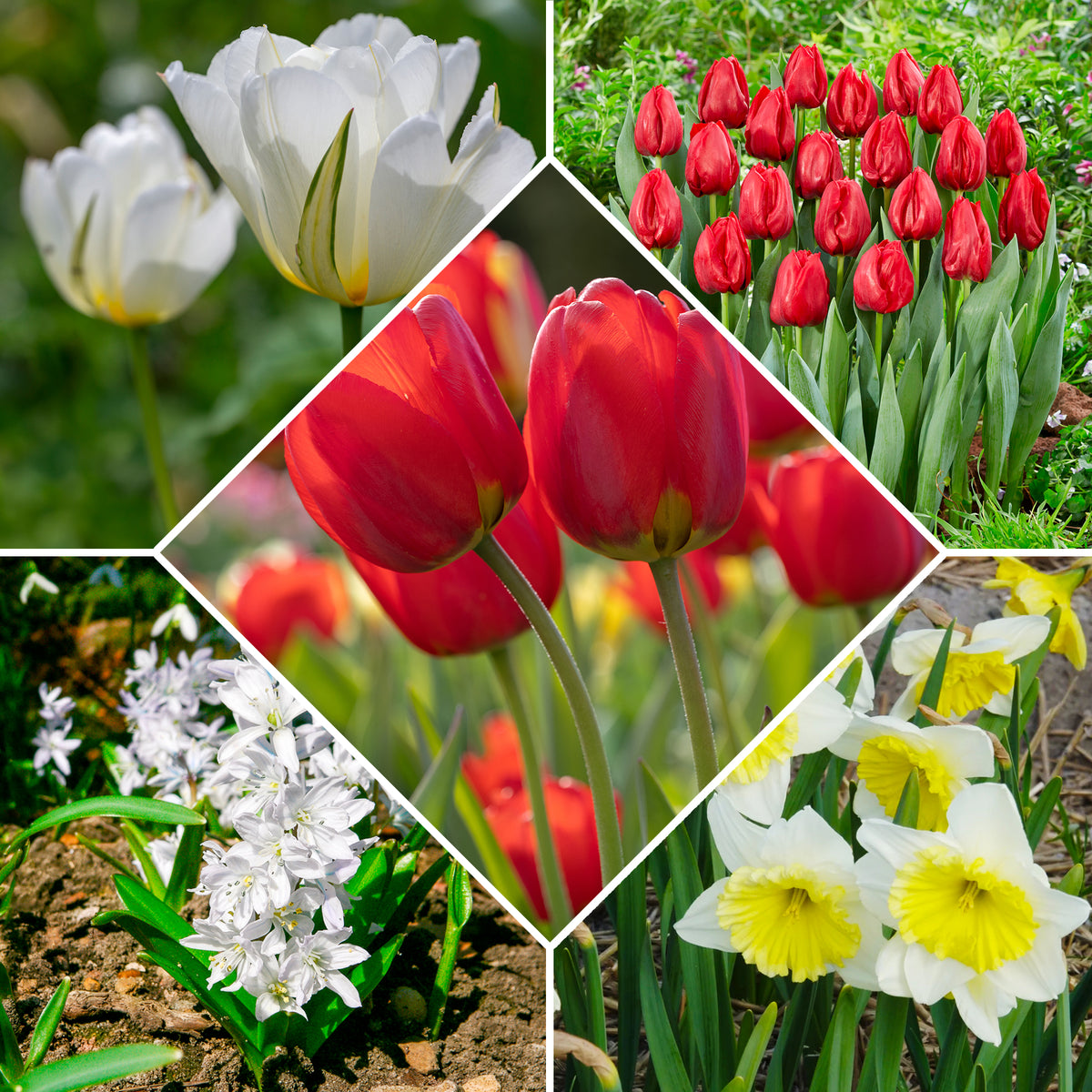 Bulbes de printemps pour massif rouge et blanc - Narcissus Ice Follies, Pusckina alba, Tulipa Apeldoorn, Exotic Emperor, Seadov - Bakker