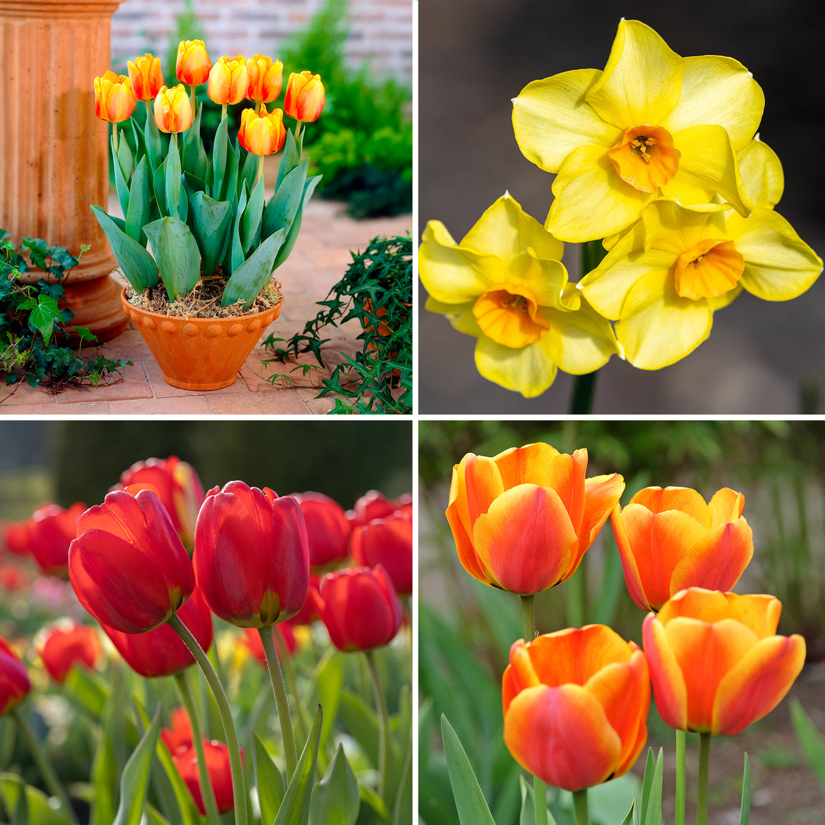 Vente Bulbes de printemps pour massif jaune et orange - Tulipa Orange Breeze, Blushing Apeldorn, Appeldorn's Elite, Narcissus Martinette