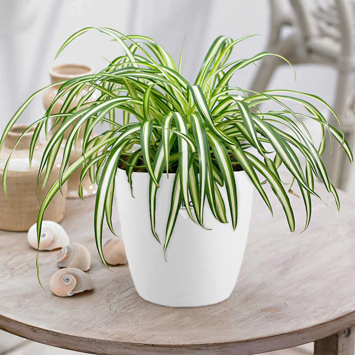 Chlorophytum Atlantic + cache pot blanc 14 cm. - Bakker