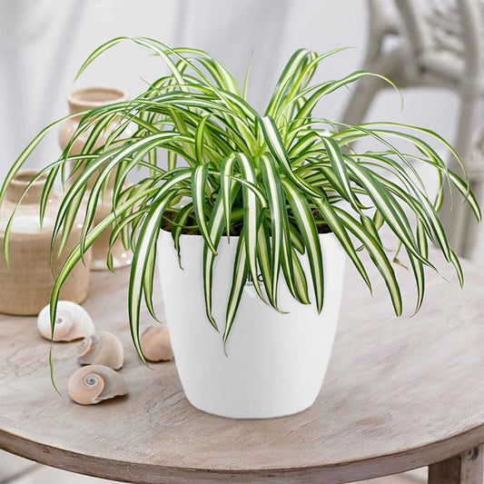 Chlorophytum Atlantic + cache pot blanc 14 cm. - Bakker