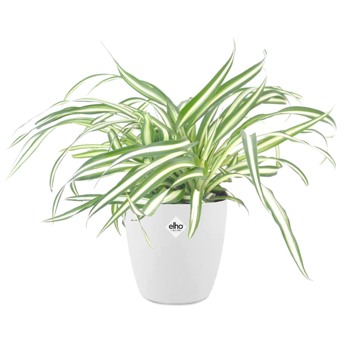 Chlorophytum Atlantic + cache pot blanc 14 cm. - Chlorophytum comosum atlantic - Bakker