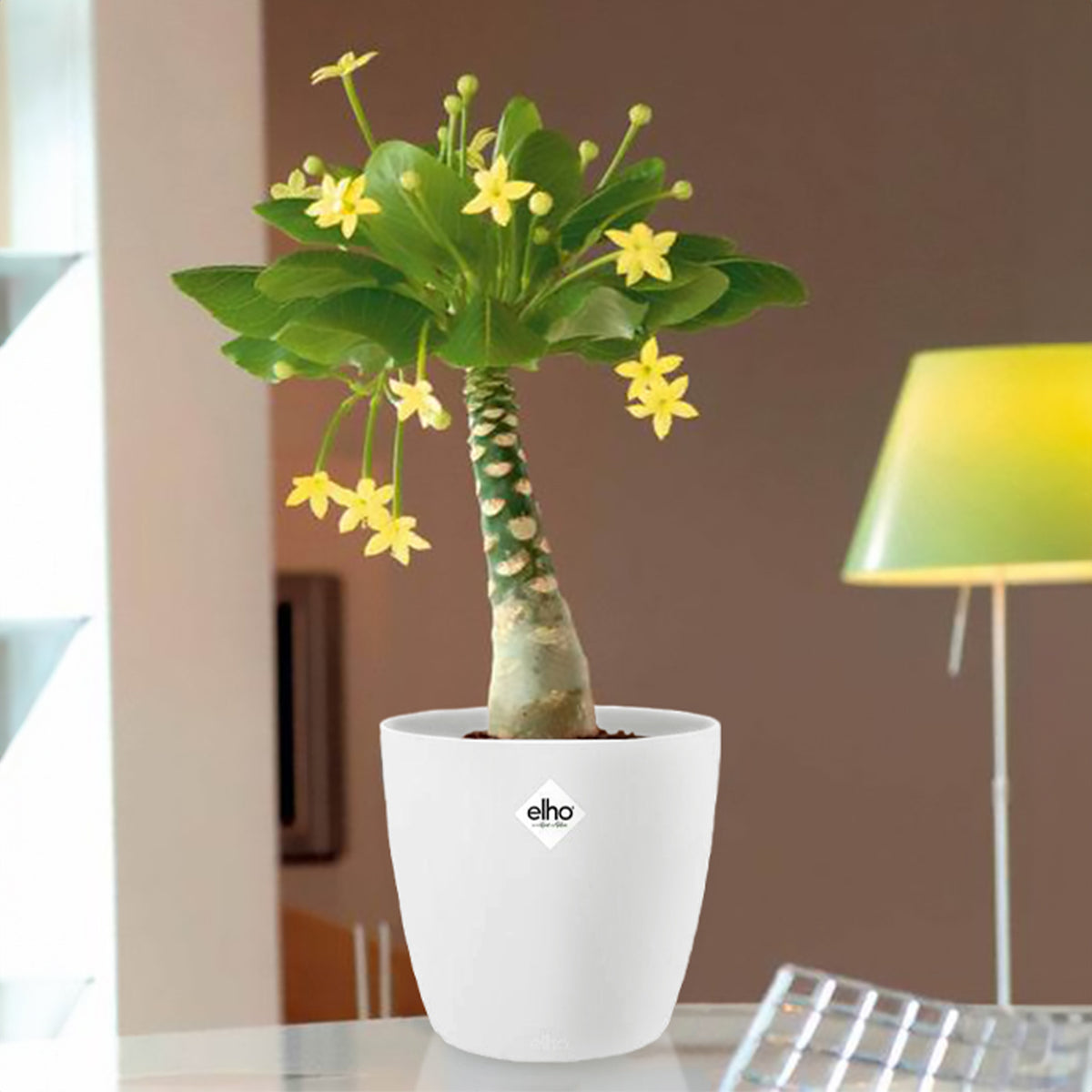 Brighamia insignis kirsten - Palmier Hawaien + Cache pot blanc 14cm. - Plantes d'intérieur avec cache-pot