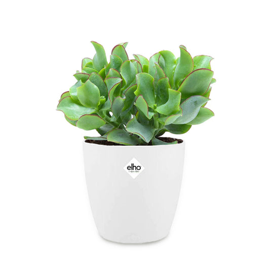 Crassula arborescens cristata + cache pot 14 cm - Bakker