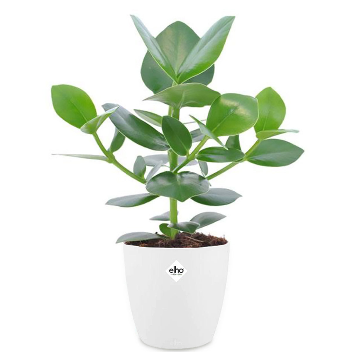 Plantes d'intérieur avec cache-pot - Clusia Princess + cache pot blanc 14 cm. - Clusia princess