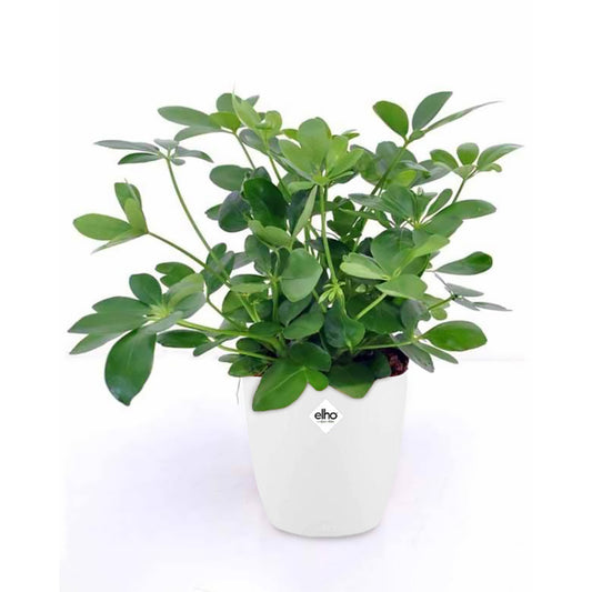 Schefflera + cache pot blanc 14 cm. - Bakker