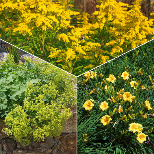 Collection de plantes vivaces à floraison jaune - Bakker