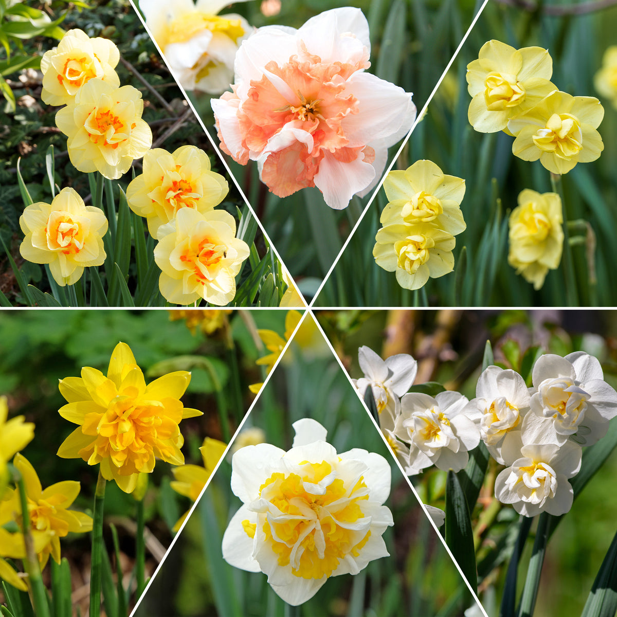 Narcisse à fleurs doubles en mélange - Bakker