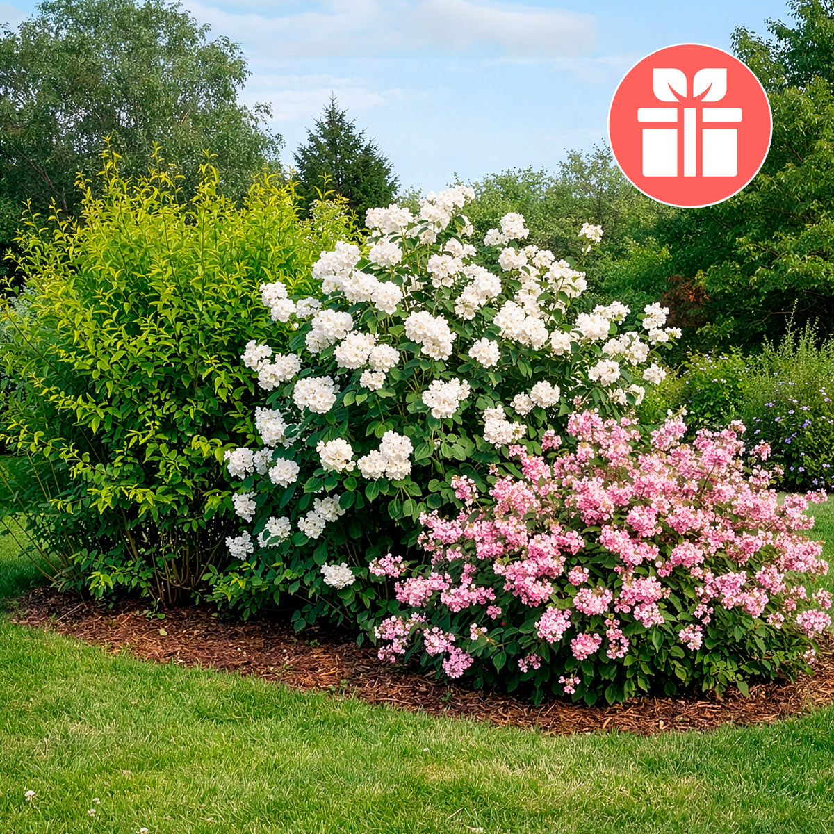 3 arbustes en cadeaux - Weigela Bristol Ruby,Philadelphus Virginal,Forsythia int. Spectabilis - Bakker