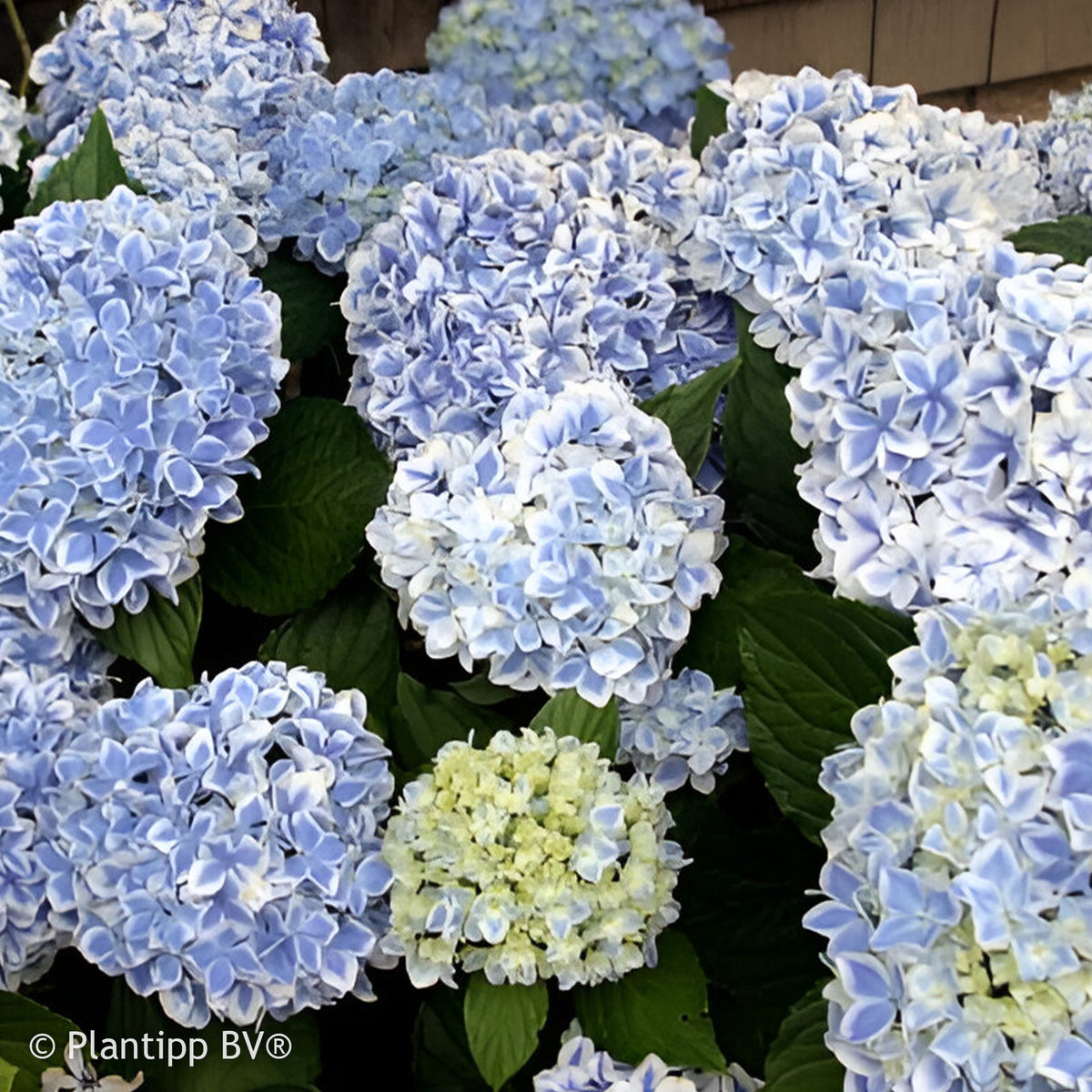 Hydrangea macrophylla peppermint - Hortensia Peppermint - Hortensia macrophylla