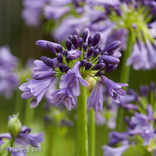 Agapanthe Star Poppin Purple ® - Bakker