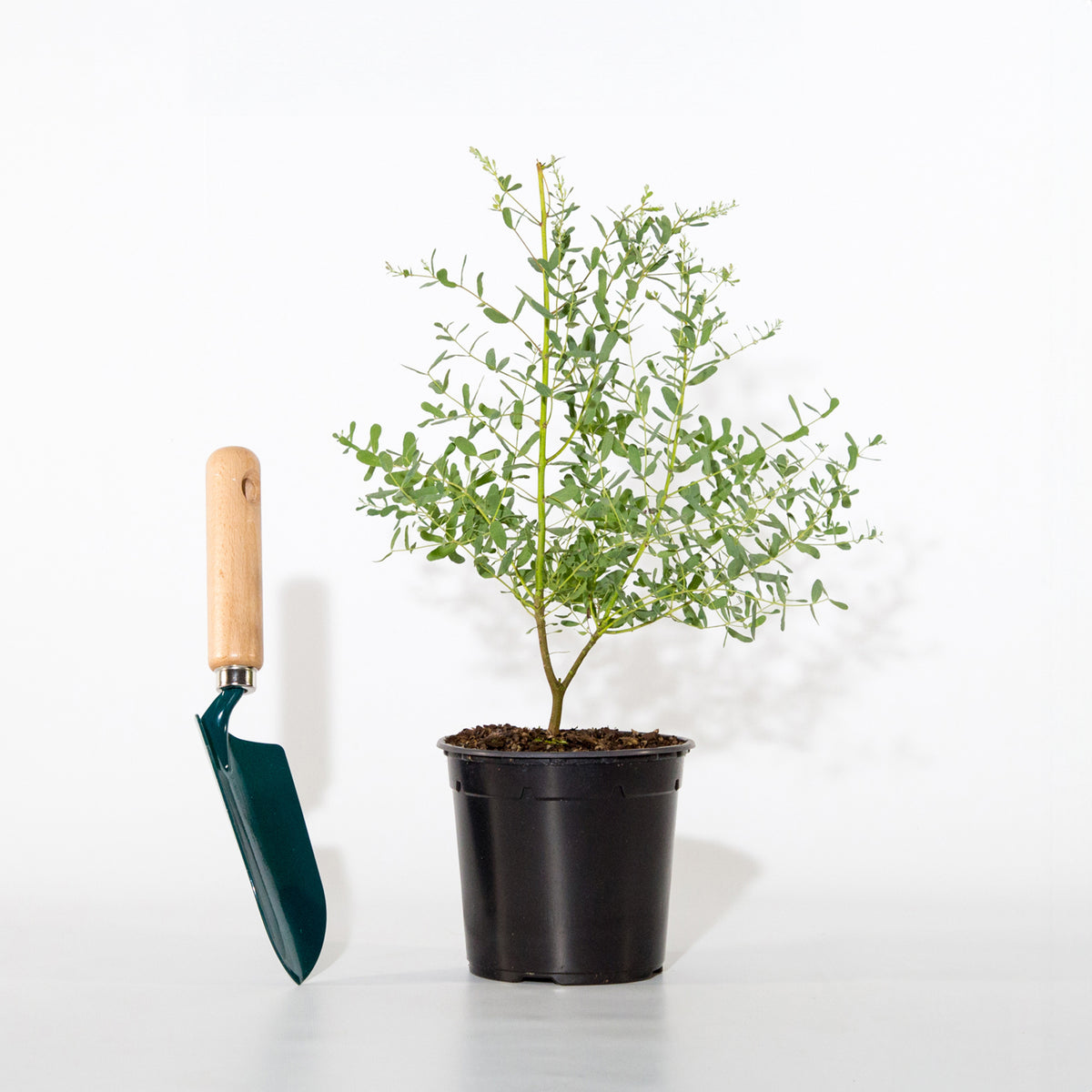 Bakker - Eucalyptus gunnii France Bleu ® Rengun - Eucalyptus gunnii france bleu ® ’rengun’