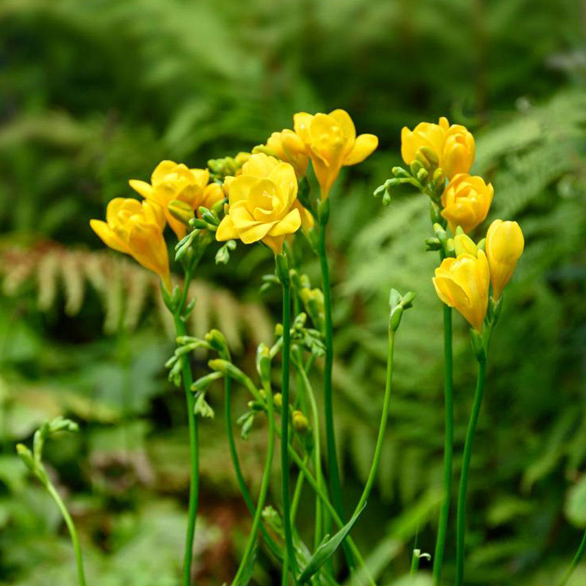 25 Freesias à fleurs doubles jaunes - Freesia Double Jaune - Bakker