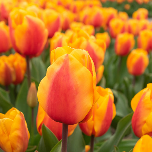 8 Tulipes Darwin Lalibela Salmon - Bakker