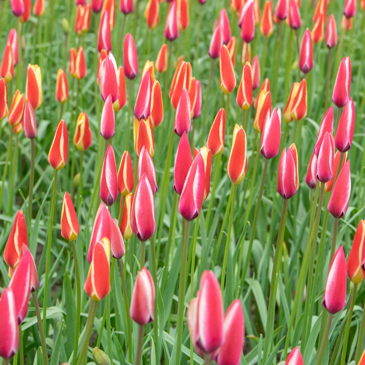 Bulbes de Tulipe - 12 Tulipes Peppermint Stick - Tulipa peppermint stick