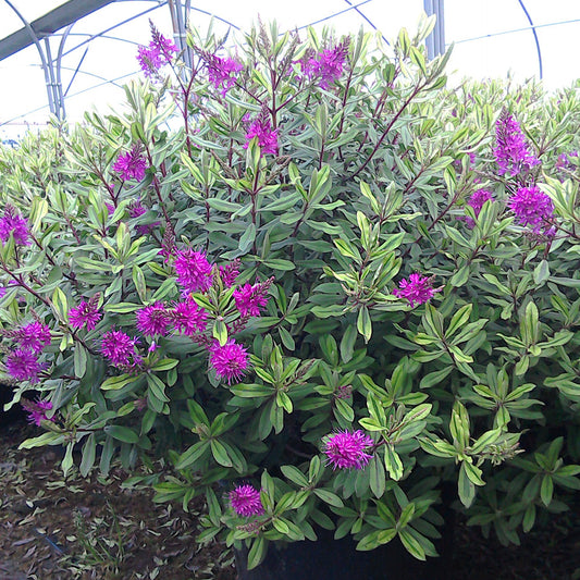 Véronique arbustive - Bakker