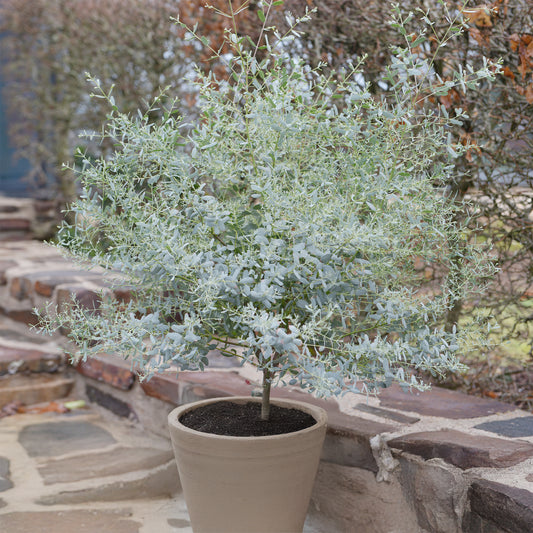 Eucalyptus gunnii France Bleu ® Rengun - Bakker