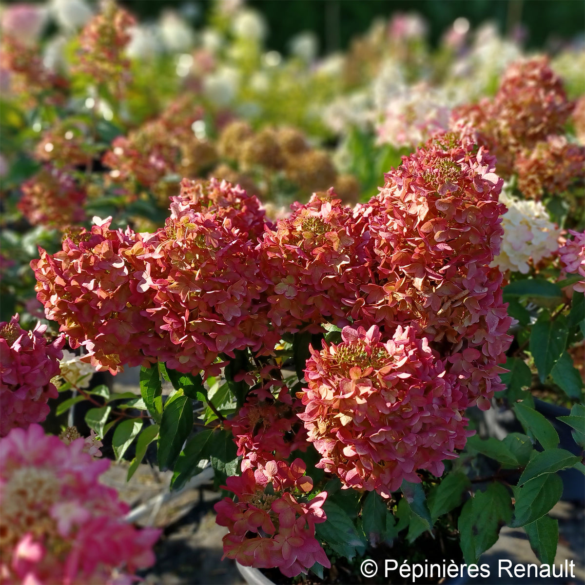 Hortensia paniculata - Hortensia paniculé Metalica® renmeta - Hydrangea paniculata Metalica® renmeta