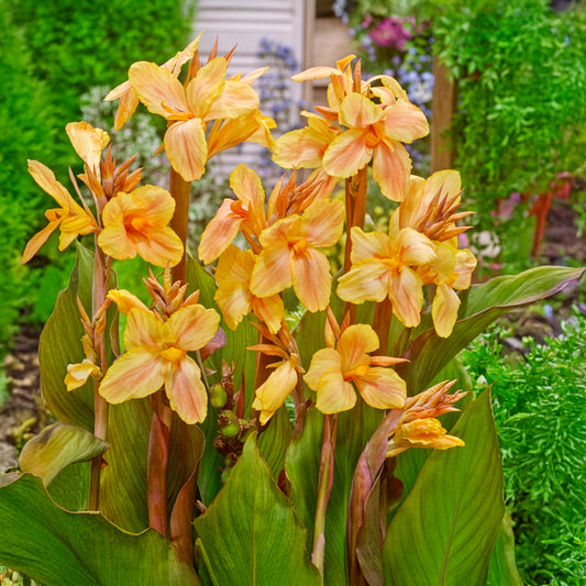 Canna Mme Angèle Martin - Bakker