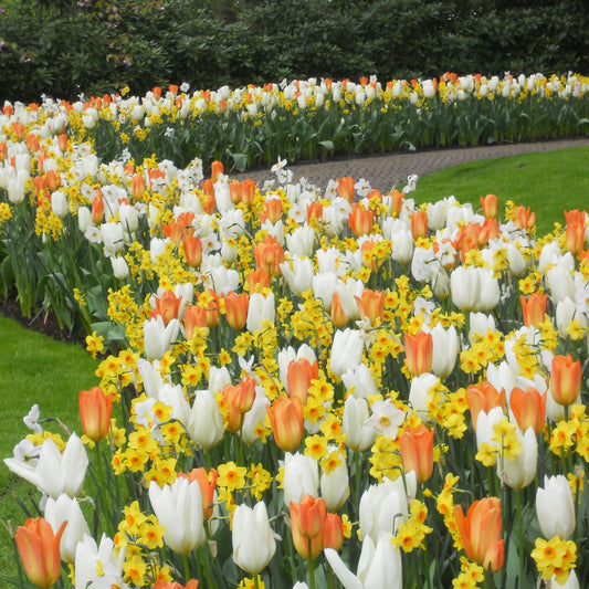 20 bulbes pour Massif printanier - Bakker
