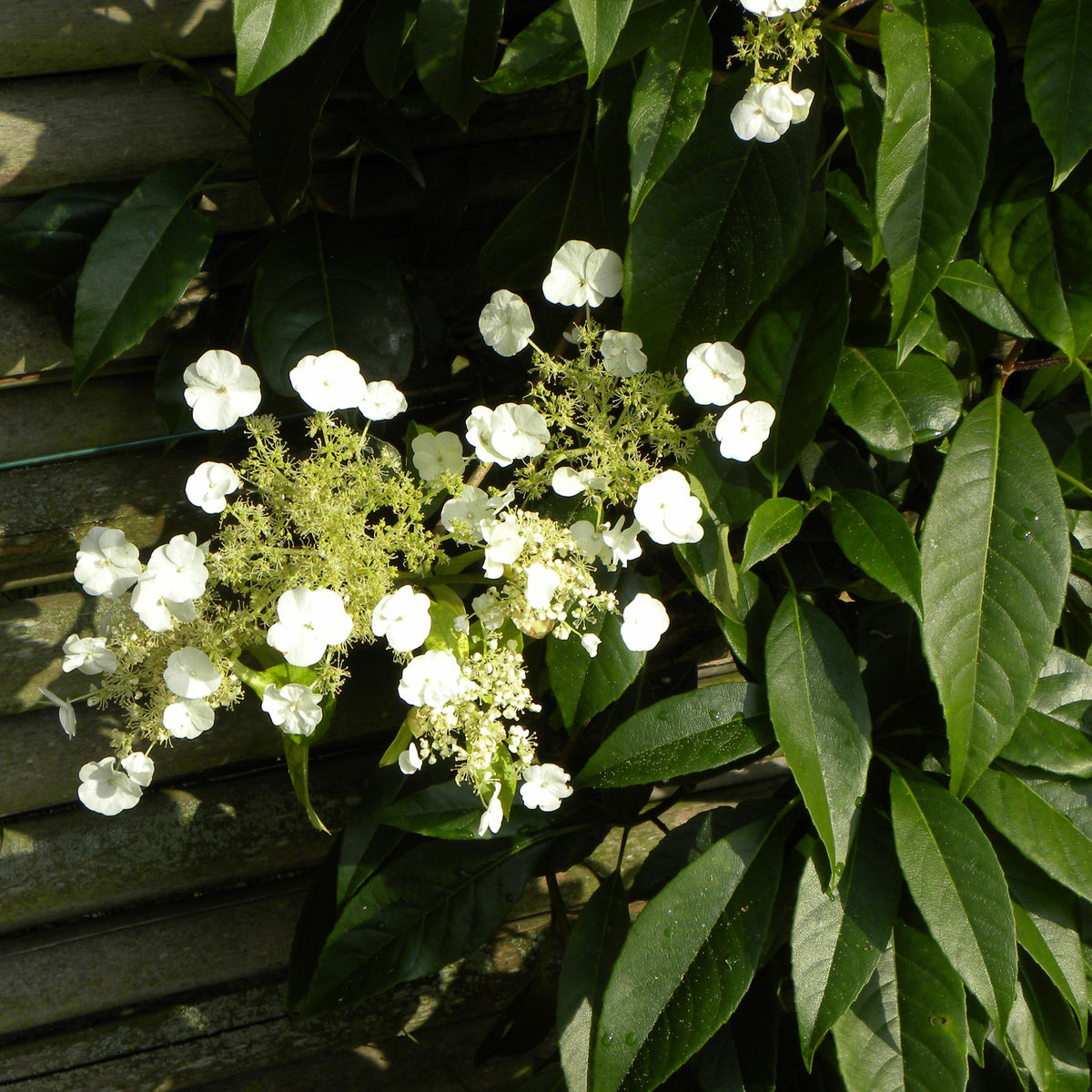 Hydrangea seemanii - Hortensia grimpant et persistant - Hortensia grimpant