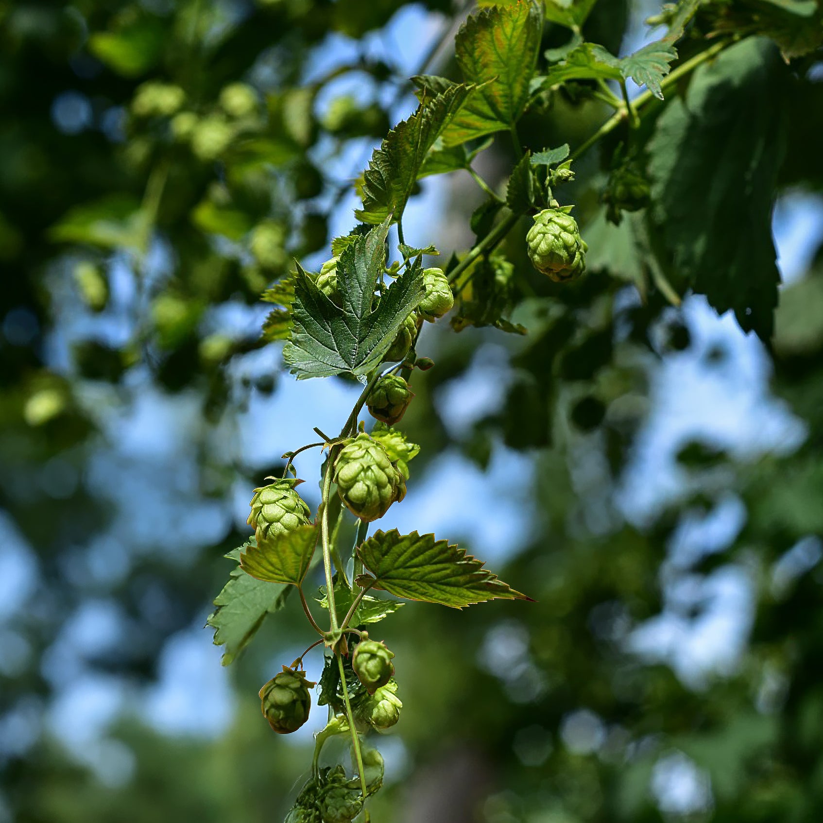 Houblon Cascade