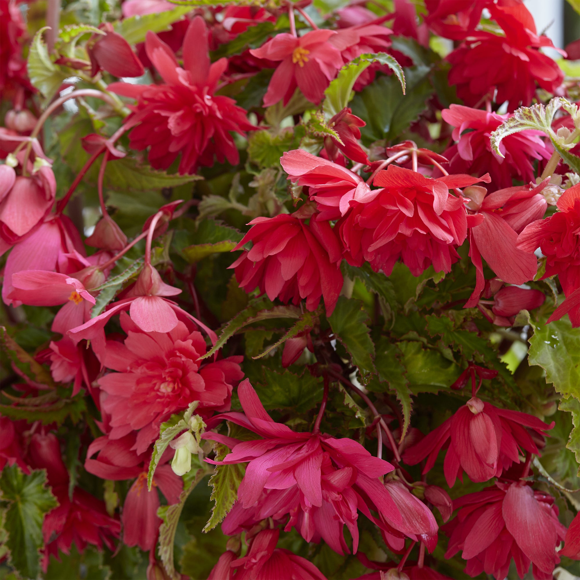 Bulbes 5 Bégonias retombants roses — free download