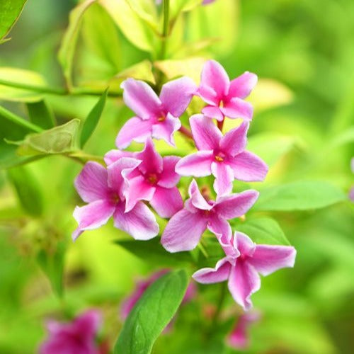 Jasminum x stephanense Starry Summer Scent - Jasmin Starry Summer Scent - Jasmin étoilé - Trachelospermum