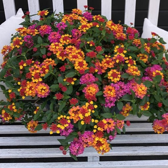 Vente 3 Lantana Passionfruit - Lantana Passionfruit