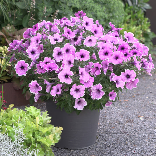 3 Pétunias Lavender Blush - Bakker