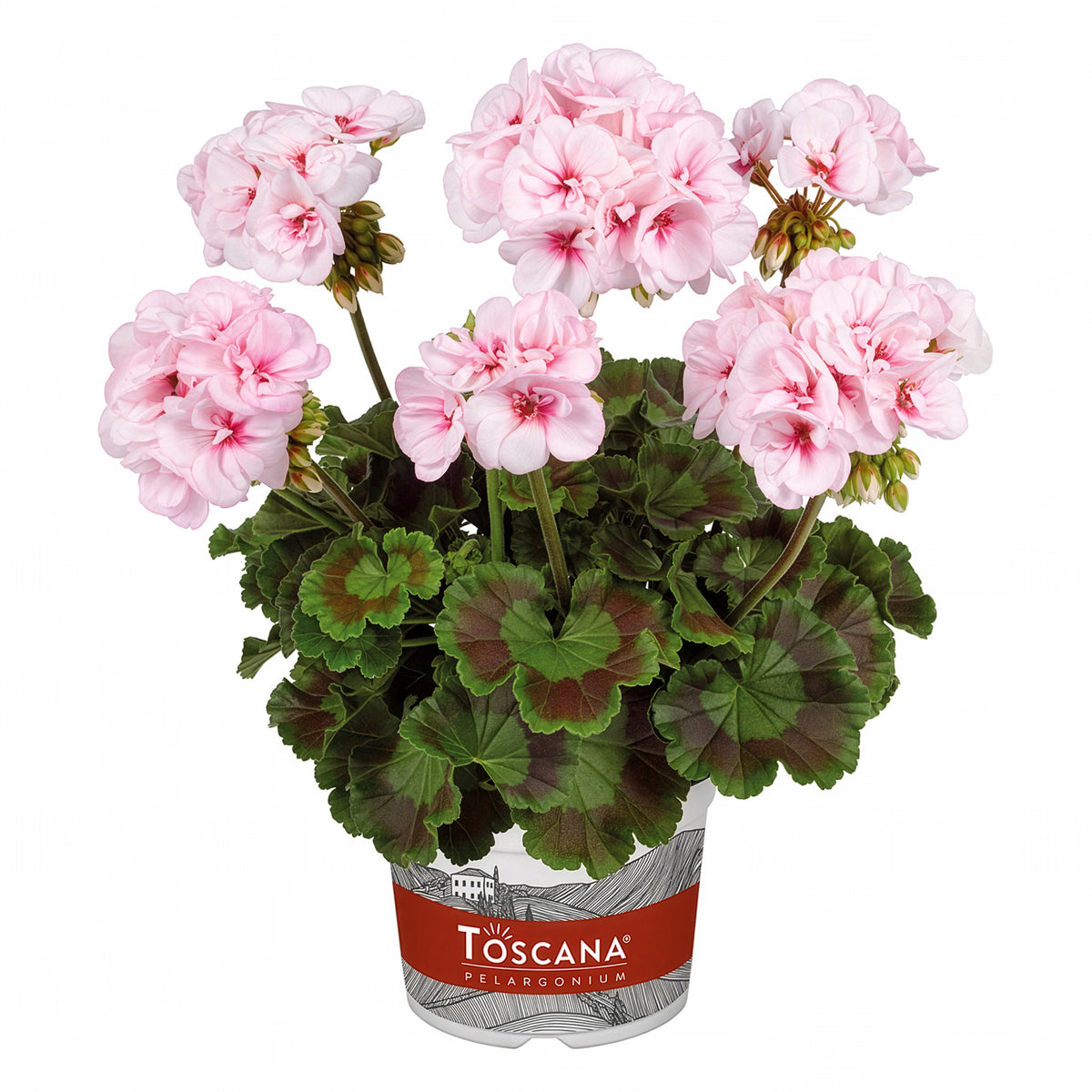 Géranium - Pélargonium - Geranium zonale Estelle - Pelargonium zonale Estelle