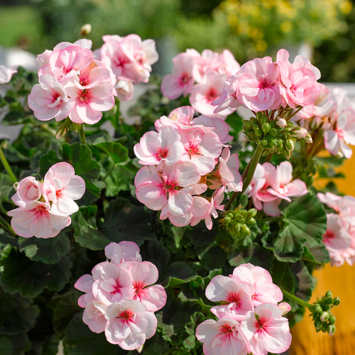 Pelargonium zonale Estelle - Geranium zonale Estelle - Géranium - Pélargonium