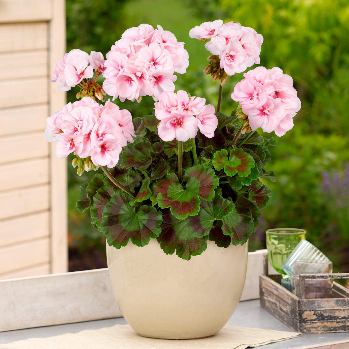 Geranium zonale Estelle - Pelargonium zonale Estelle - Bakker