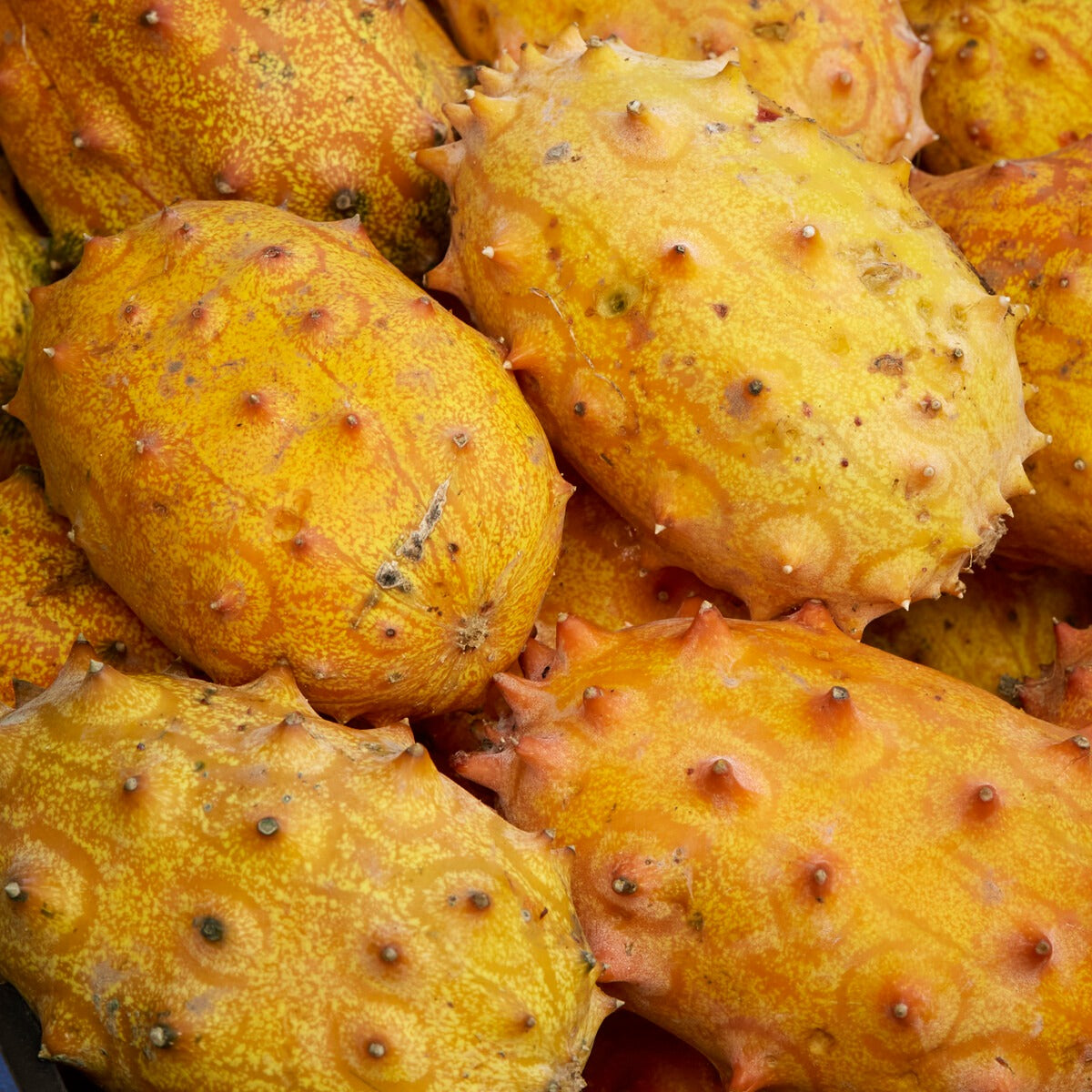 Concombre du Kenya - Metulon - Cucumis metuliferus - Bakker