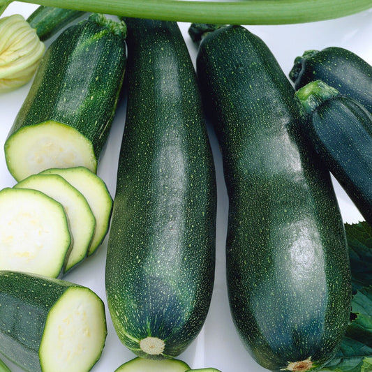 Courgette Black Beauty - Bakker