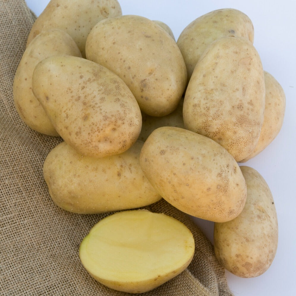 Pomme de terre Mona Lisa - Bakker