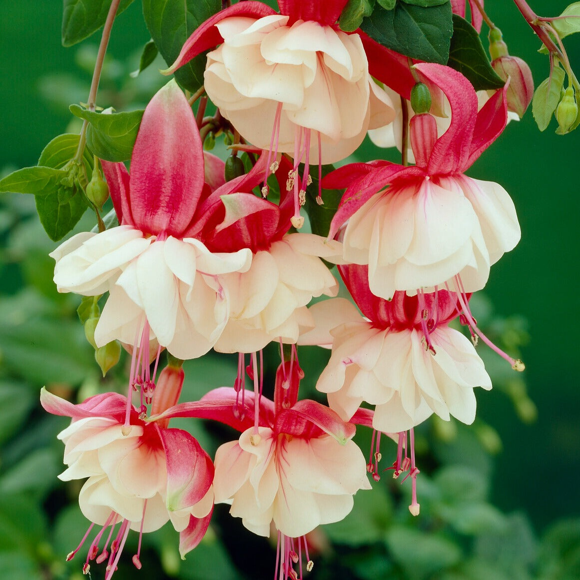 Fuchsia retombant Swingtime - Fuchsia Swingtime - Bakker