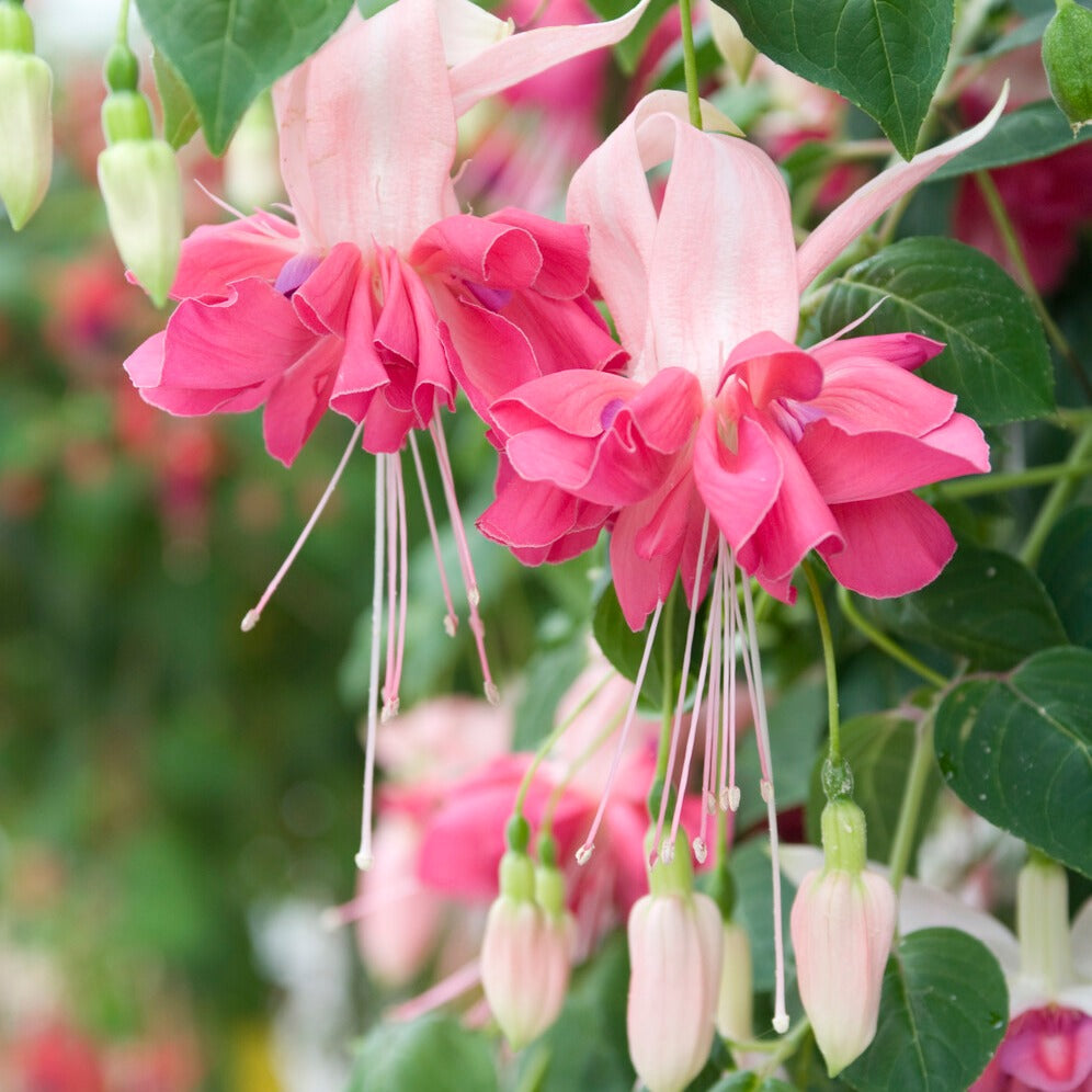 Packs de plantes pour terrasses et balcons - 6 Fuchsias en mélange - Fuchsia Bicentennial, Dark Eyes, Bella Rosella