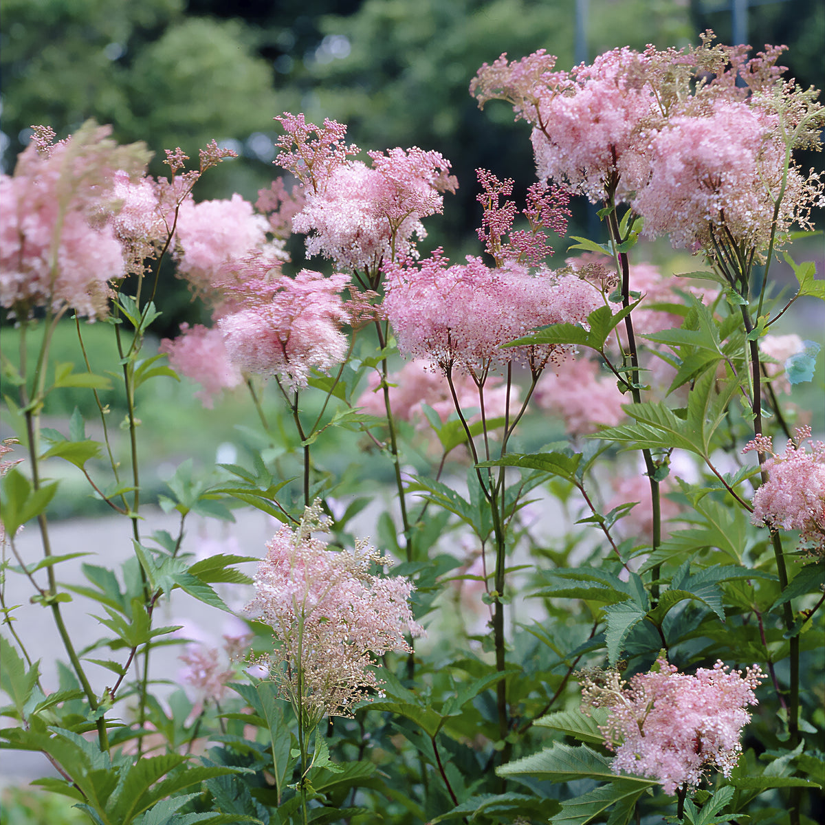 Filipendule pourpre Elegans - Reine des près - Filipendula purpurea Elegans - Bakker