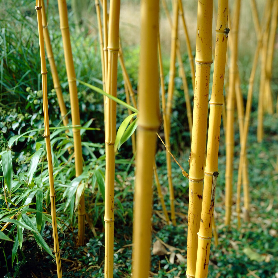 Bambou traçant jaune - Phyllostachys aureosulcata aureocaulis - Bakker