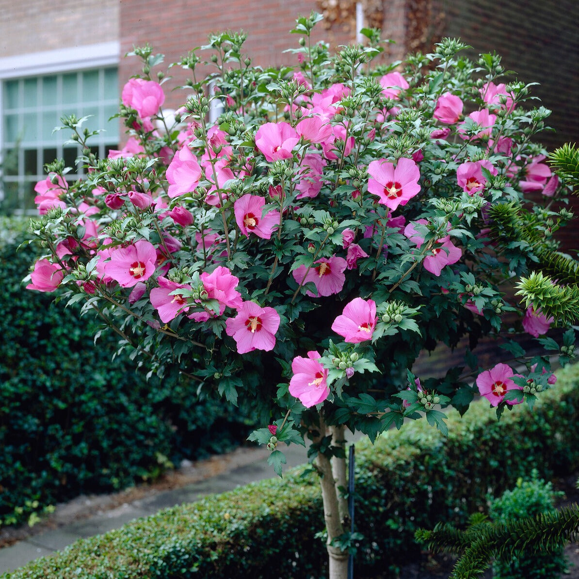 Hibiscus de jardin sur tige - Bakker