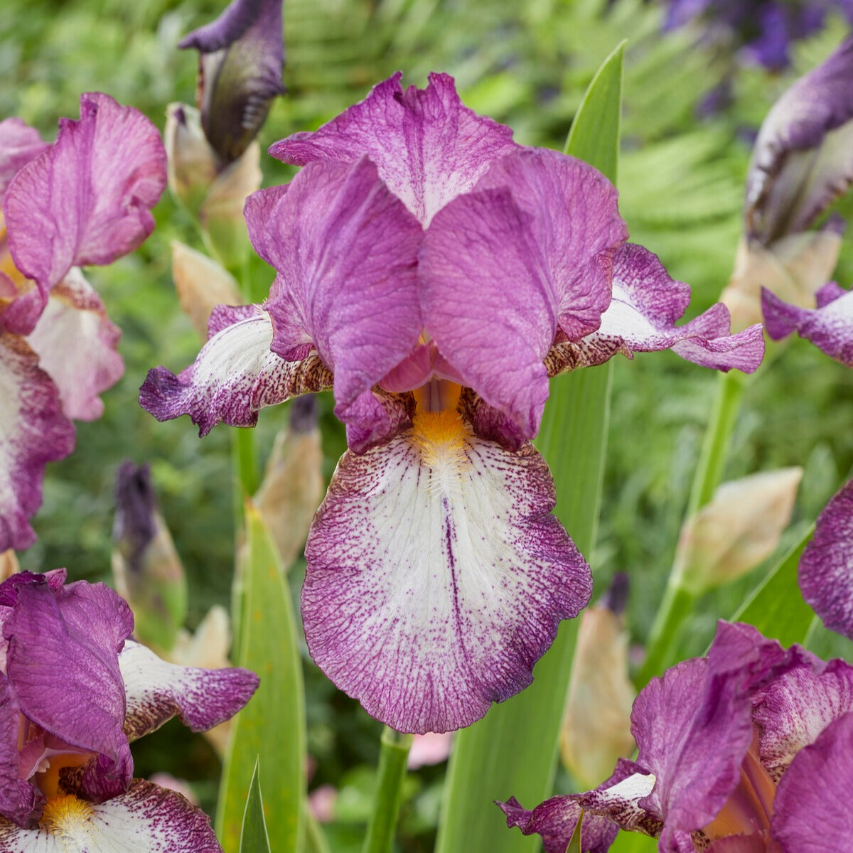 Iris germanica autumn encore, lovely again - Collection d'Iris remontants Autumn Encoree et Lovely Again - Iris des jardins