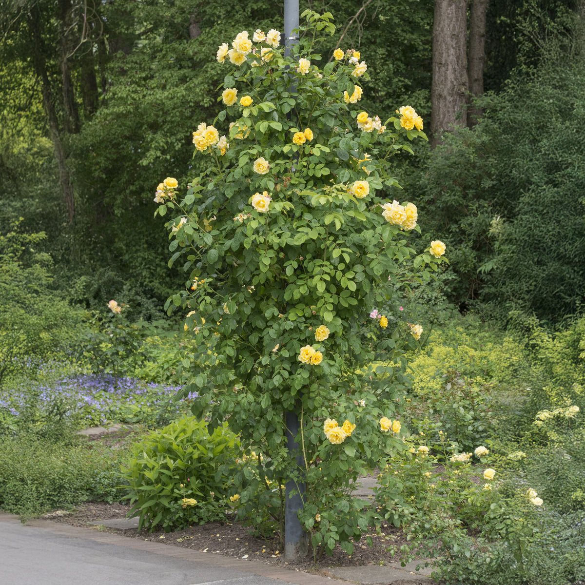 Collection de 3 Rosiers grimpants : Ronsard, Golden Gate, Santana - Rosa 'golden gate', 'santana', 'ronsard' - Bakker
