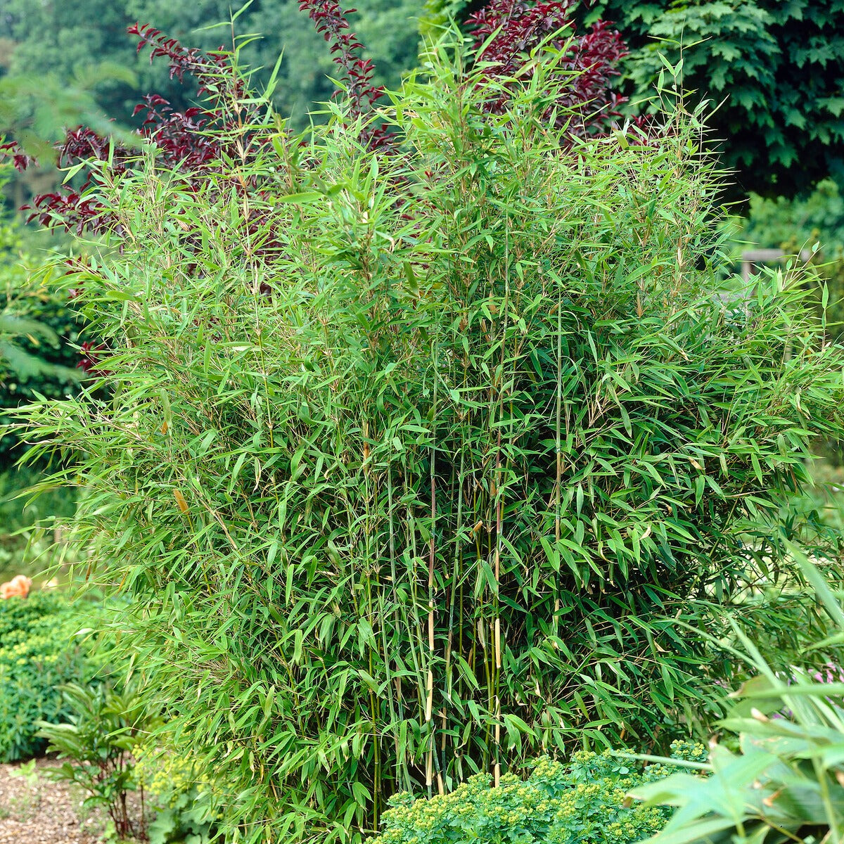 Bambou vert non-traçant - Fargesia murielae - Bakker